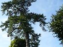 下野國一社八幡宮境内に生えるクロマツの大木