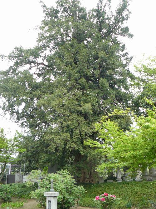 ����ˏ鉺���F������