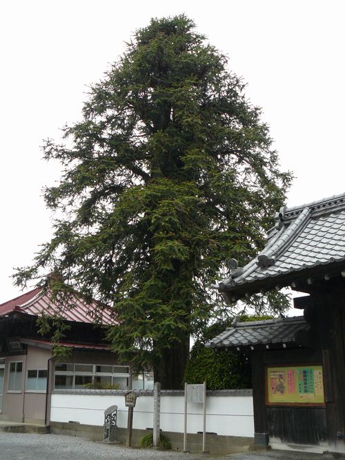 ����ˏ鉺���F������