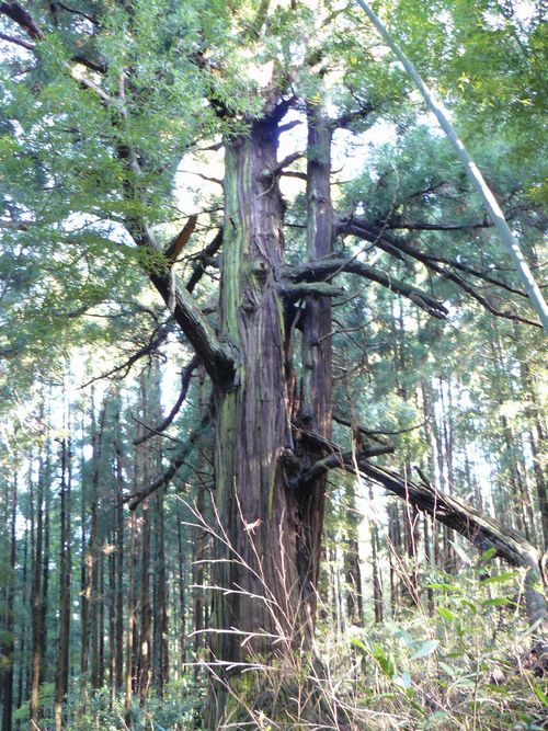 ���B�X���F�吙