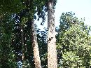磯山神社境内に生える杉の大木