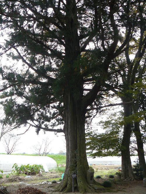 �N����א_��