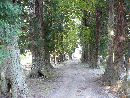 戸隠神社参道の両側に続く杉並木
