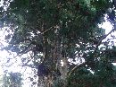 鷲子山上神社境内に生える千年杉の大木