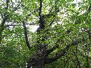 那須温泉神社境内に生えるミズナラの大木