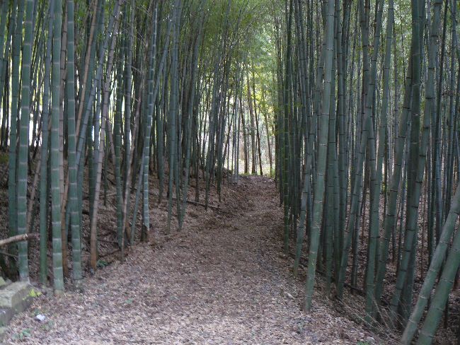 �O�J����