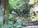 太平山神社参道石段沿いにある大木と石垣