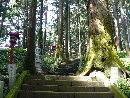 羽黒山神社参道石段と大木の並木